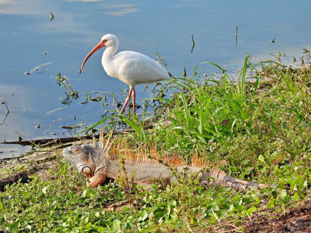 istock White Ibis and Green Iguana at water's edge 1363275901