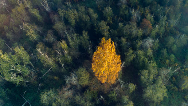 istock Autumn forest aerial drone view 1363275960