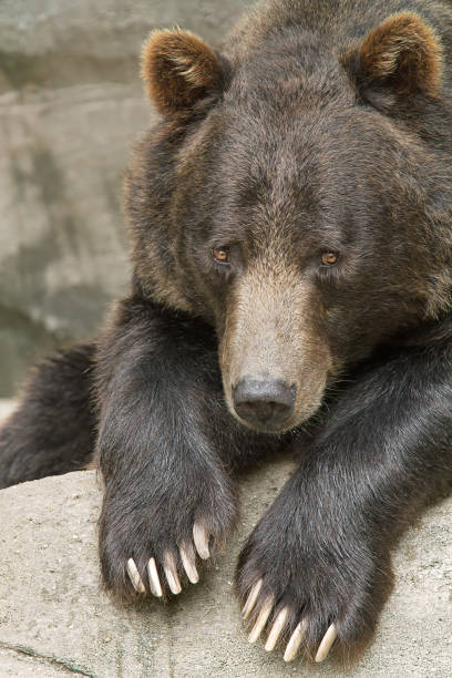 Closeup of the eye of a grizzly bear