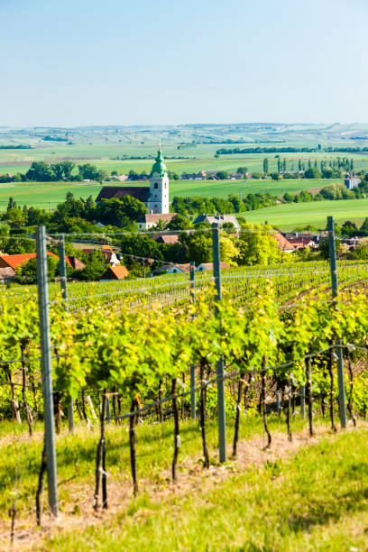 istock vineyard near Unterretzbach, Lower Austria, Austria 1363277199