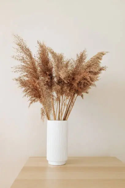 Pampas grass in a vase near beige wall background in interior