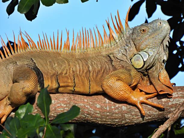 istock Green Iguana (Iguana iguana)  resting on top of the tree bark 1363277397