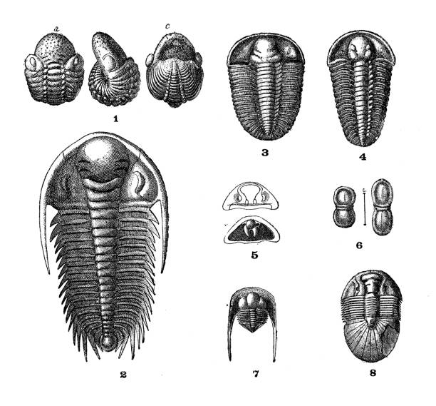 골동품 일러스트: 트릴로바이트 - trilobite stock illustrations