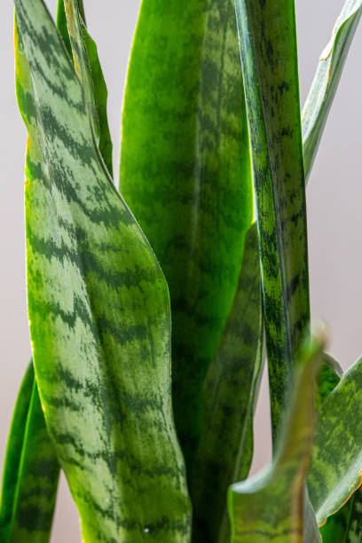 istock Snake plant - Sword of St. George 1363277558