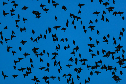 Close-up of a flock of common starlings (Sturnus vulgaris) flying over at night in silhouette from directly below against a clear sky
