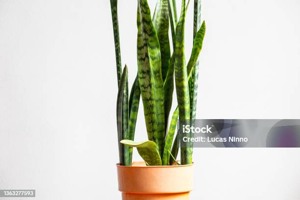 Snake Plant Sword Of St George White Background Stock Photo - Download Image Now