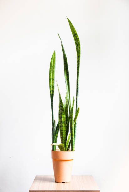 istock Snake plant - Sword of St. George - white background 1363277604
