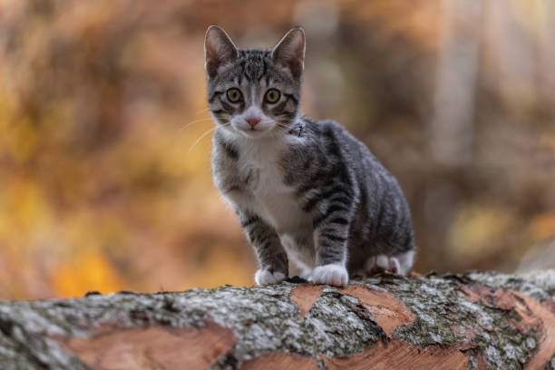 My cat taking a walk