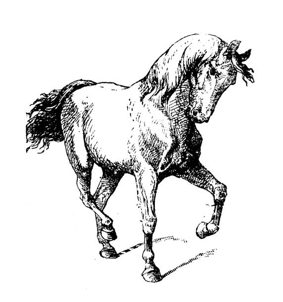 Antique illustration: Horse