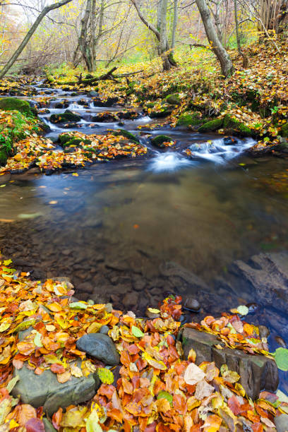 istock brook in autumn, Slovakia 1363279205
