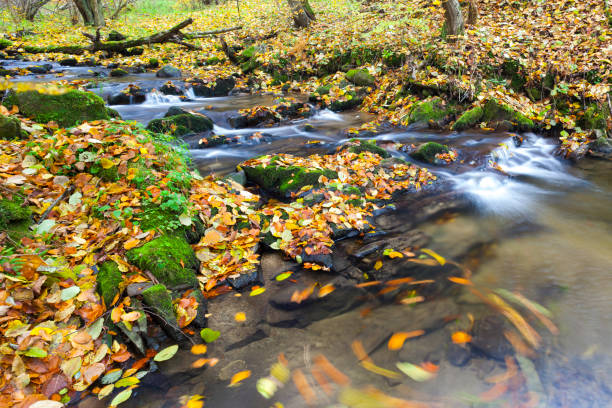 istock brook in autumn, Slovakia 1363279305