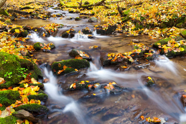 istock brook in autumn, Slovakia 1363279318