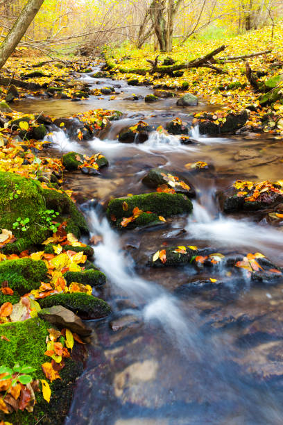 istock brook in autumn, Slovakia 1363280160