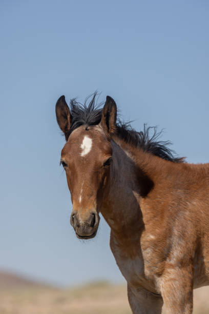 istock Cute Wild Horse Foal in Utah 1363280675