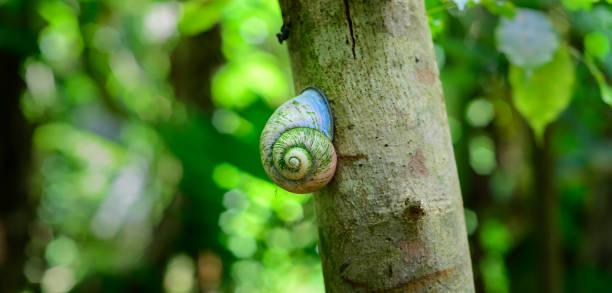 Acavus phoenix giant tree snail on a tree trunk climbs up slowly. Rose-colored shell and endemic to Sri Lanka with a value for medicinal purposes.