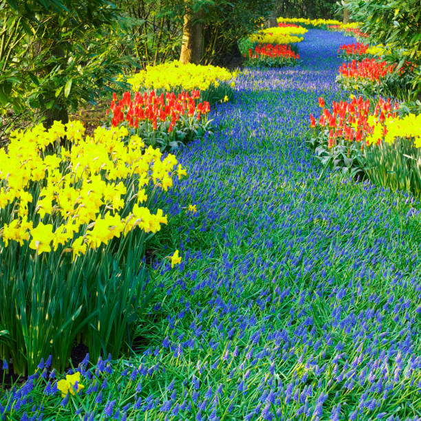 istock Keukenhof Gardens, Lisse, Netherlands 1363280965
