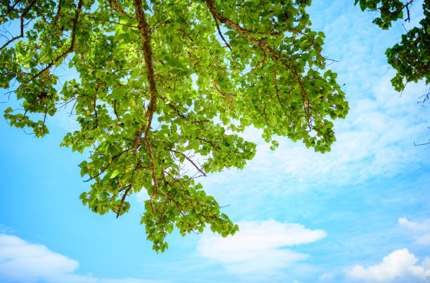 Underneath the tree, looking up at the blue skies through the leaves and branches. View from below.