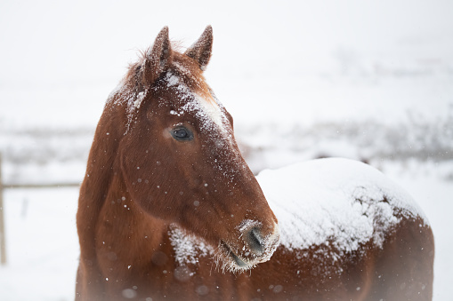 Filly horse in a Montana spring snowstorm