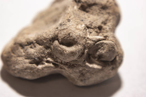 istock Sandstone with fossil on a white background 1363281834