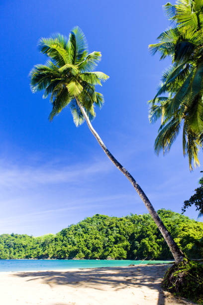 istock Englishman's Bay, Tobago 1363281839