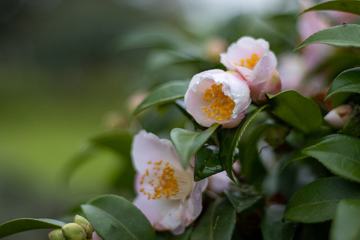 White camellia flowers, on tree branch, in nature, cute background.