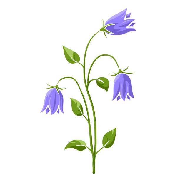 ilustraciones, imágenes clip art, dibujos animados e iconos de stock de boceto de garabato aislado de color campanilla azul floreciente - campánula