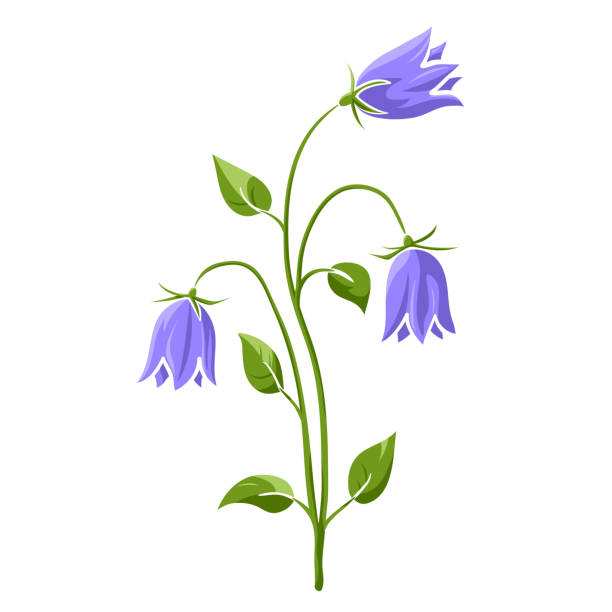 kwitnący niebieski dzwonek w kolorze izolowanego szkicu doodle - campanula stock illustrations