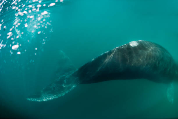istock Southern Right whale diving, Peninsula Valdes, 1363283137