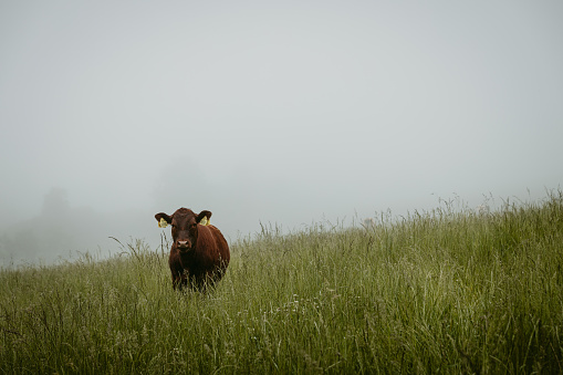 Solitary brown calf standing on lush pasture staring to the camera during foggy summer morning