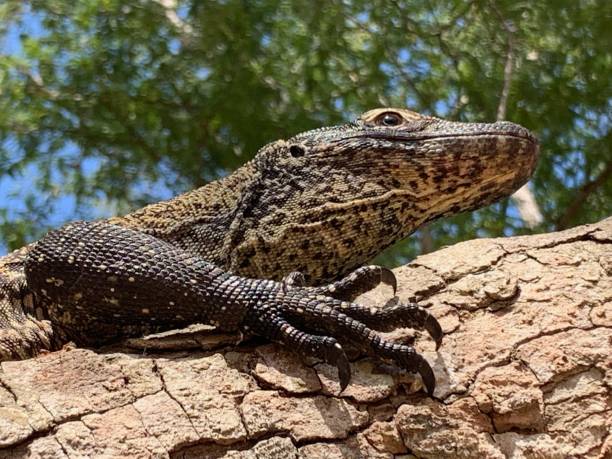 istock Komodo dragon in Indonesia 1363284244