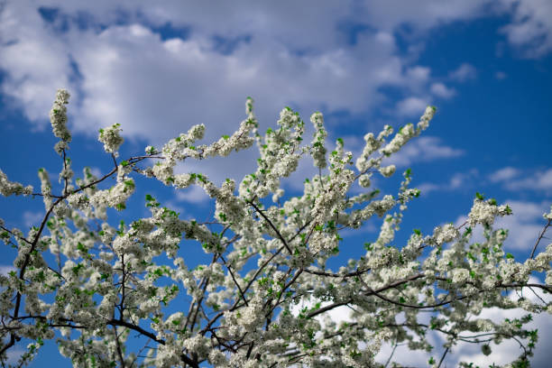 Blooming cherry tree in the spring garden against blue sky. Close up of white flowers on a tree. Spring background stock photo