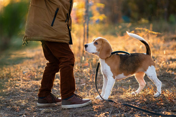 маленький мальчик выгуливает собаку - dog walking child little boys стоковые фото и изображения