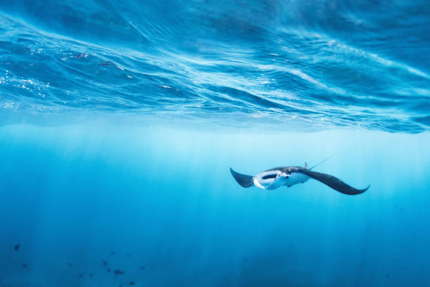 vue sous-marine de vol stationnaire géante océanique manta ray - nusa lembongan photos photos et images de collection