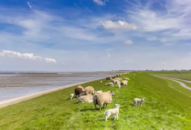 Herd of sheep on a dike at the Wadden sea in Friesland, Netherlands