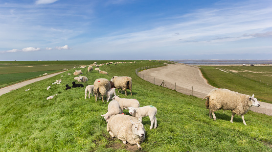 Herd of sheep on a dike at the wadden sea in Friesland, Netherlands