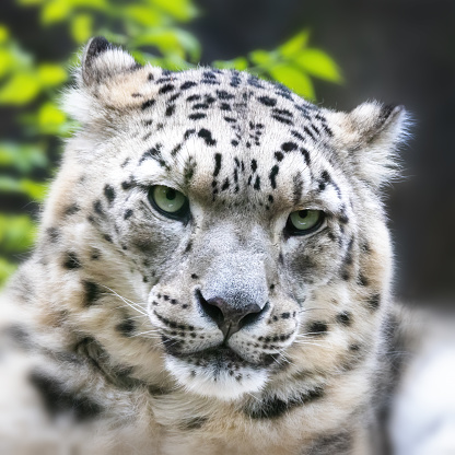 Adult snow leopard, panthera uncia, closeup of face. The piercing eyes are making eye contact.