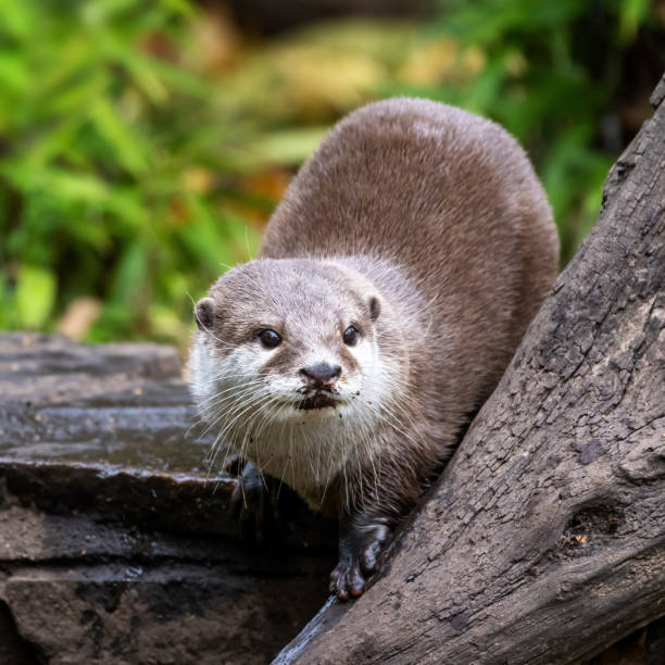 istock Oriental small-clawed otter, Aonyx cinereus, on stone wall with foliage background. 1363286846