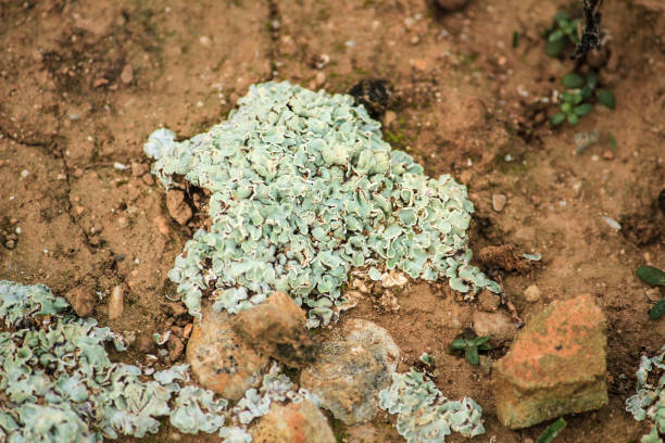 istock Lichen on soil in the mountain 1363288529