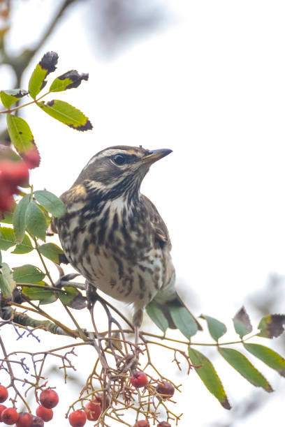istock Redwing Turdus iliacus bird eating berries 1363288687