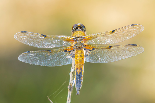 Close-up of a four-spotted chaser, Libellula quadrimaculata, or four-spotted skimmer dragonfly resting in sunlight on green reeds.