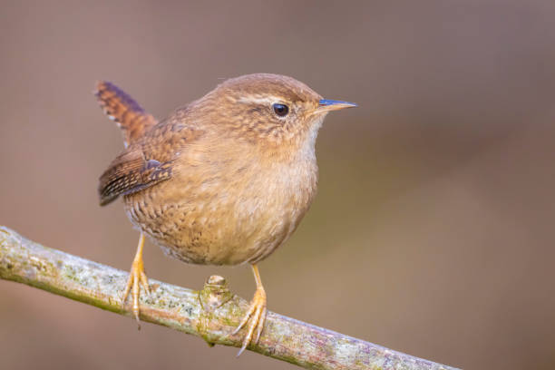 istock Eurasian Wren bird, Troglodytes troglodytes, display, perched 1363288690