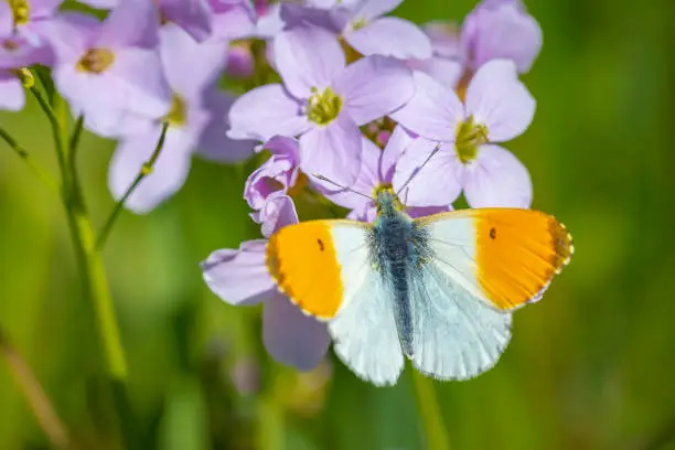 Anthocharis cardamines Orange tip male butterfly resting in sunlight top view with wings opened.