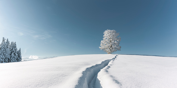 Danish nature in wintertime - dressed in frost and snow