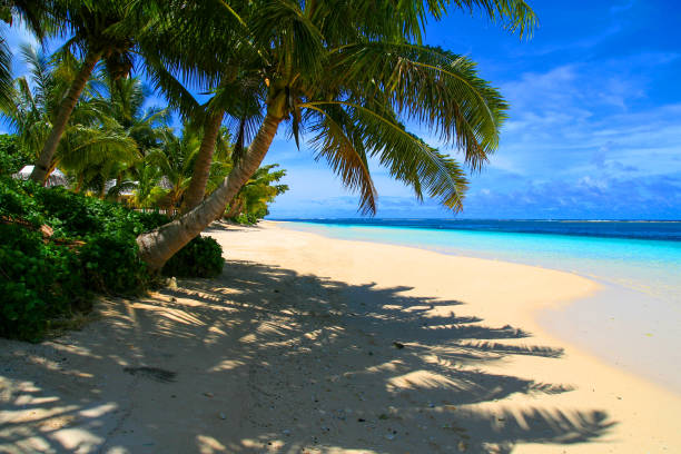 istock Exotic holidays destination, tropical palm tree above the sunny beach, shadow on white sand and awesome turqoise waters of Pacific Ocean on background 1363289720