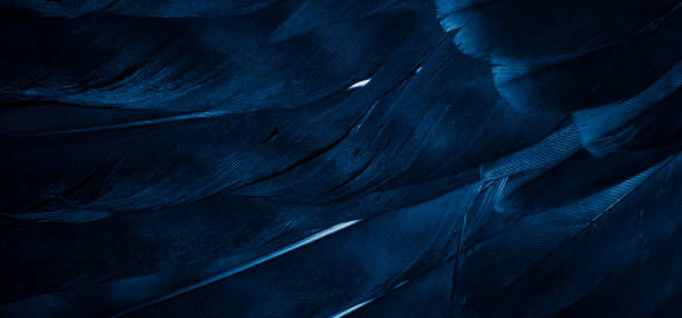 istock blue hawk feathers with visible detail. background or texture 1363289723