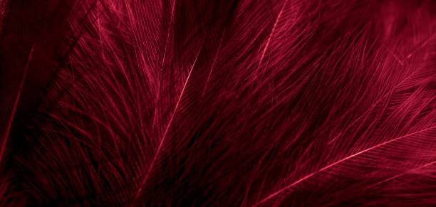 istock black and red feathers with visible details. background or textura 1363289724