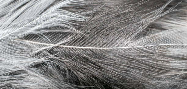 istock black and white feathers with visible details. background or textura 1363289725