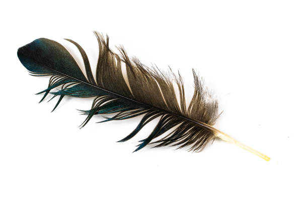 istock black and blue magpie feather on a white isolated background 1363289733