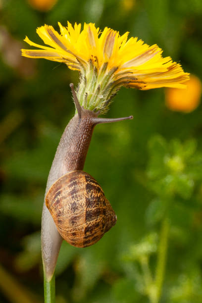 Garden snail crawling up a dandelion flower weed in spring