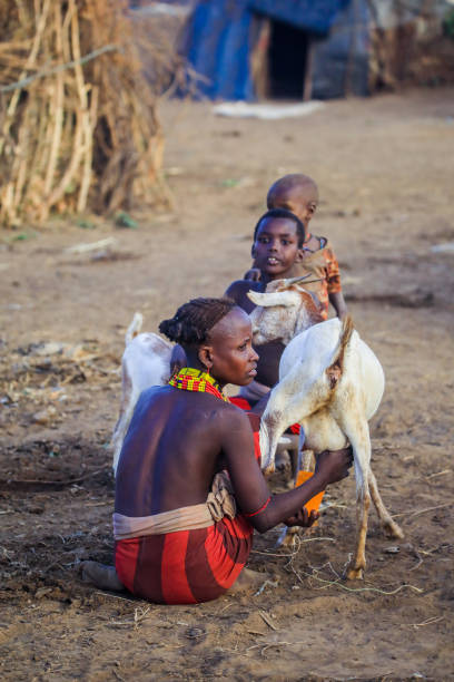 mulher da tribo dassanech com tradicional colar brilhante leite uma cabra perto da casa - goat animal black domestic animals - fotografias e filmes do acervo